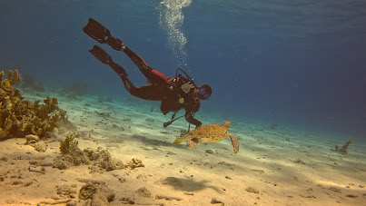 Scuba diver swimming alongside a green sea turtle over sandy ocean floor near coral reef